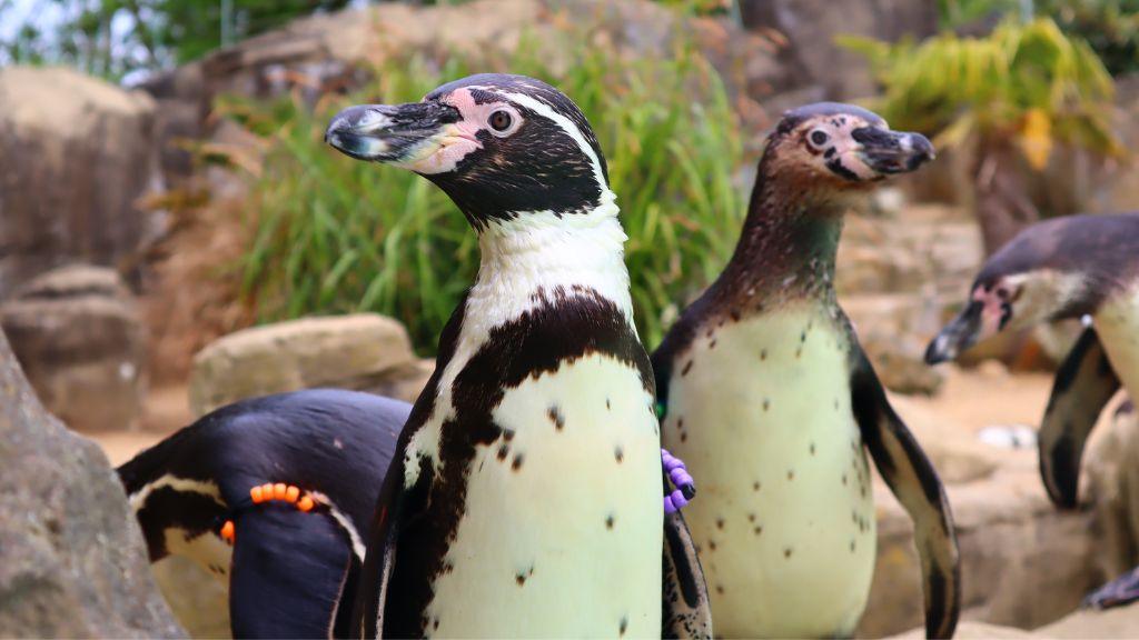 Penguins at Drusillas Park