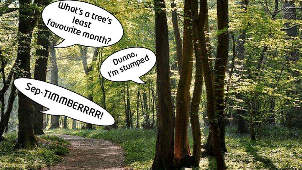 Trees in a Woodland with speech bubbles