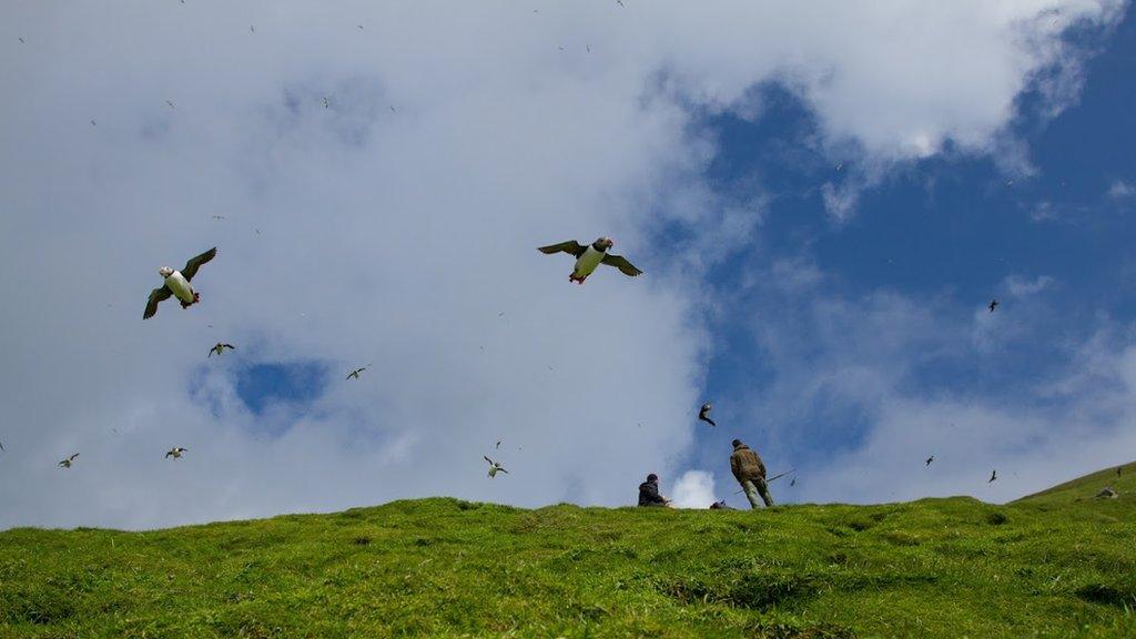 Birds on St Kilda