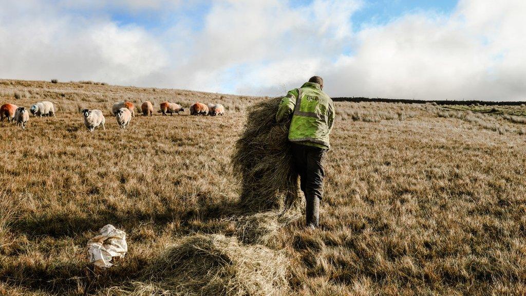 Paul carrying hay on field with sheep in the background