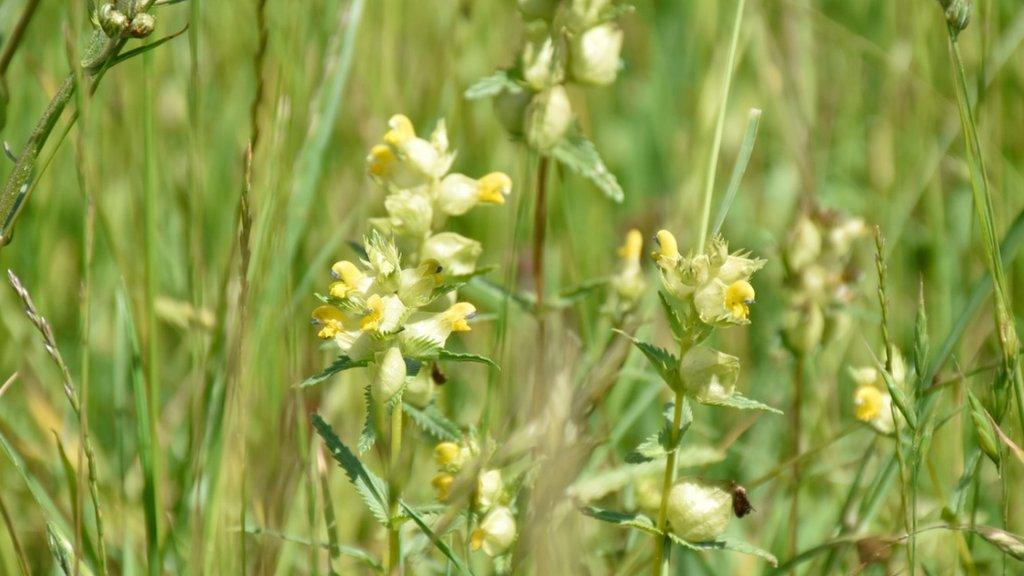 Bath wildflowers