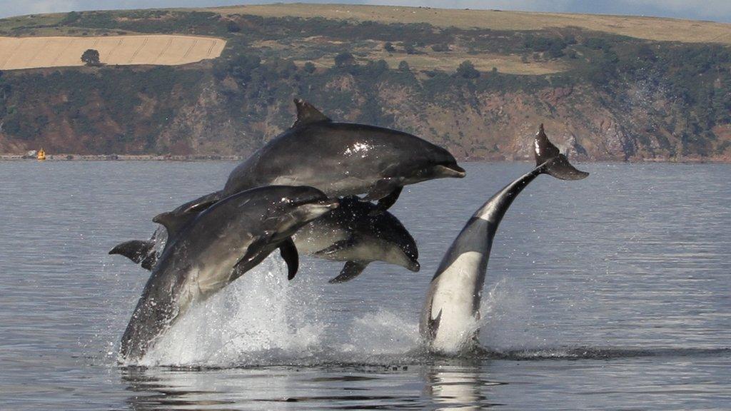 Moray Firth bottlenose dolphins