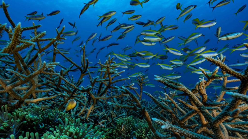 Fish pictured in a reef in the Comoros archipelago