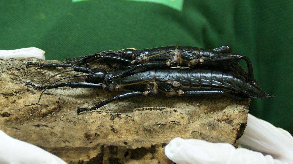 Lord Howe Island stick insects