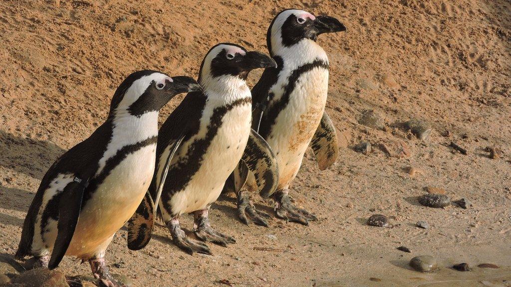 Penguins at Living Coasts zoo