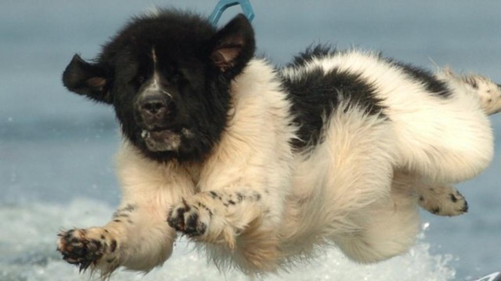 Meet the lifeguard dogs who save lives in the water BBC Newsround