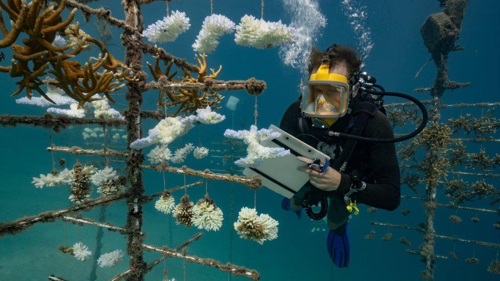 coral-reef-nursery.