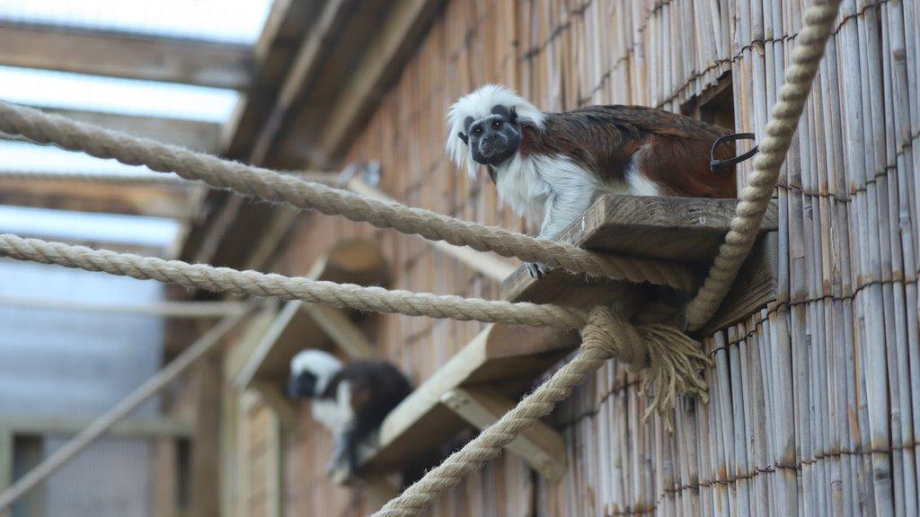 Cotton-top tamarins at Newquay Zoo