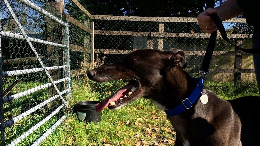 A rescued greyhound