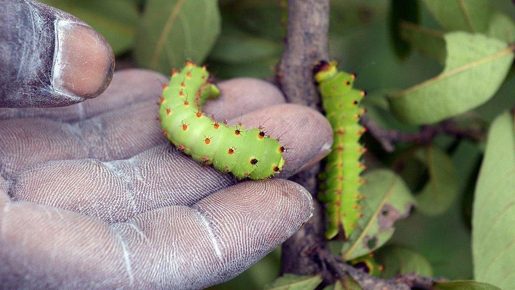 Silk worms