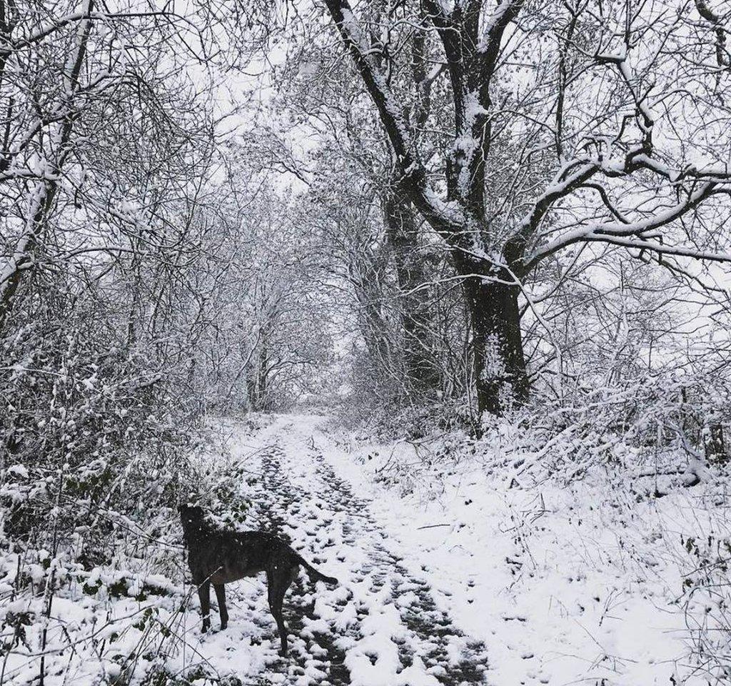 Hannah Smith captured Bramble the three-legged lurcher on a snowy walk today in Saline, Fife