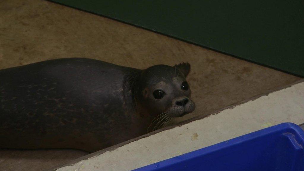 A seal pup