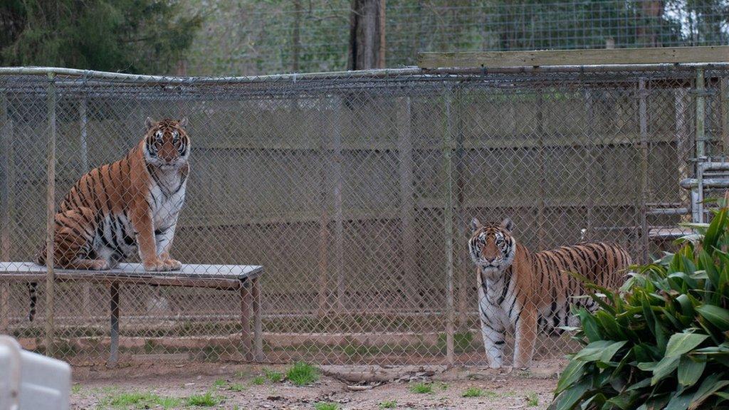 Tigers in inadequate enclosures at a roadside zoo