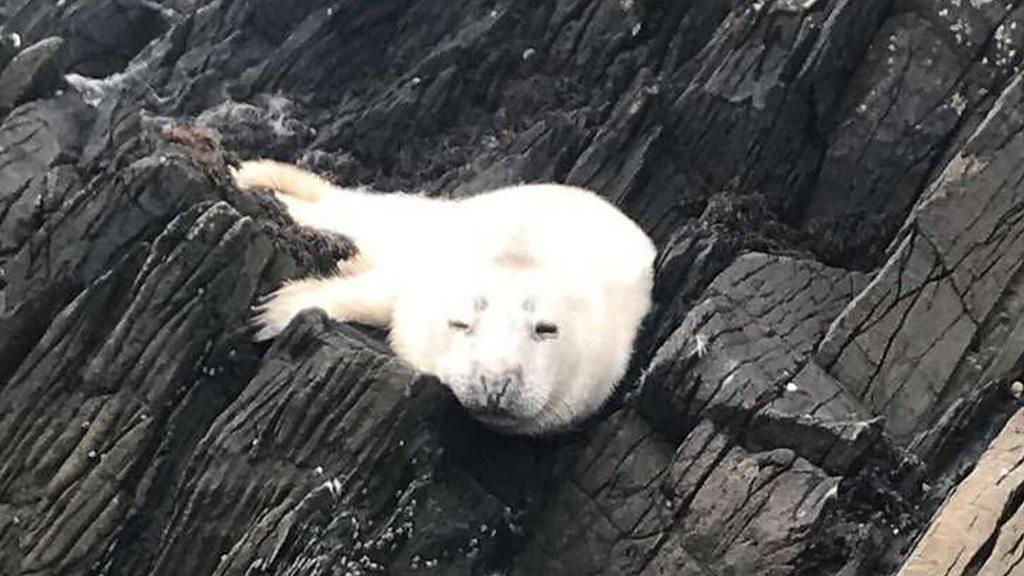 Seal pup