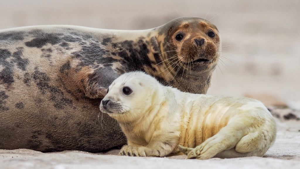 grey seal pup