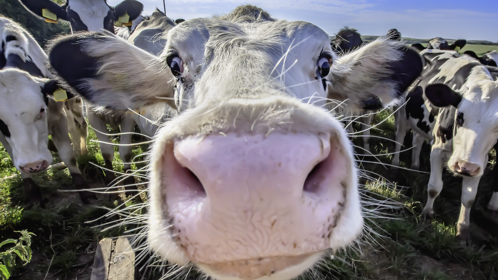 cows looking into the camera