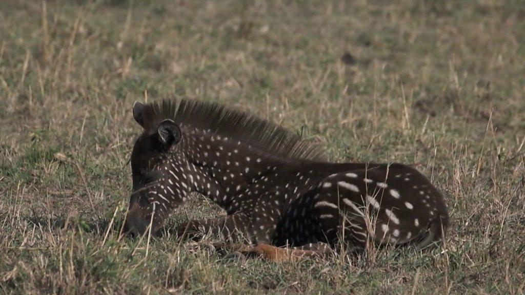 Spotty zebra