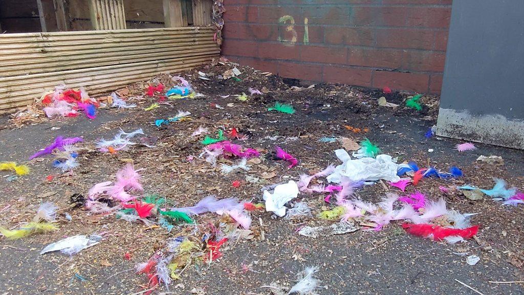 Feathers on the street in Cardiff