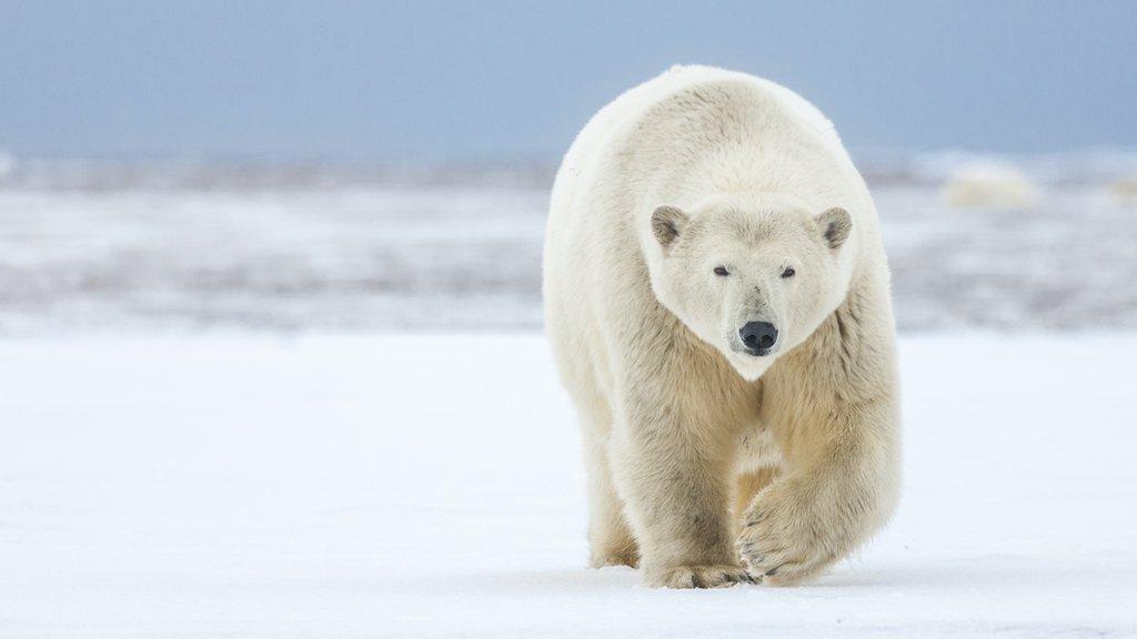 polar bear