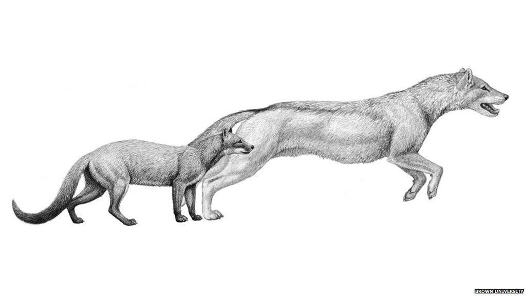 Dog's transition from cat like animal to man's best friend over 40 million years