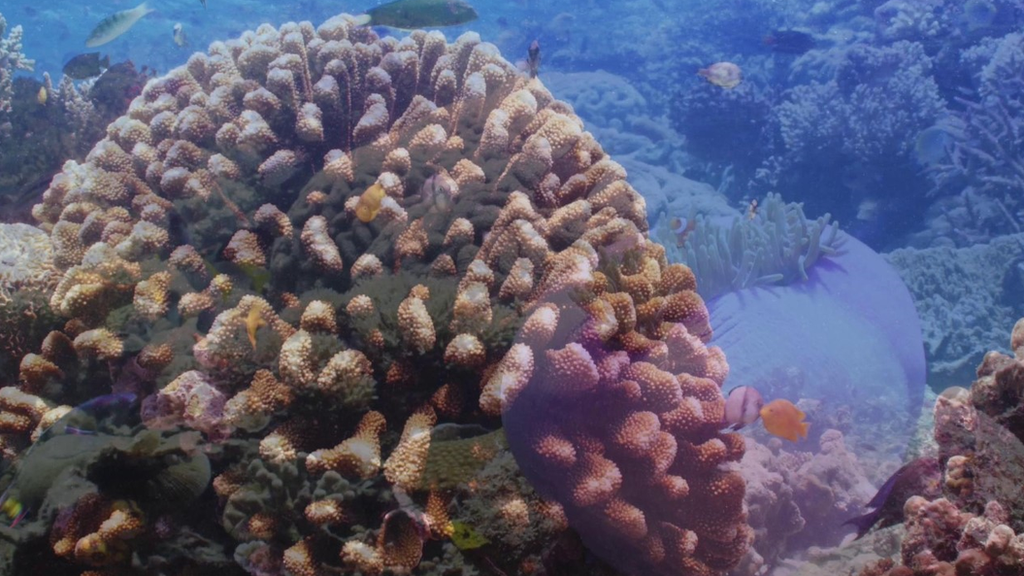 restored coral