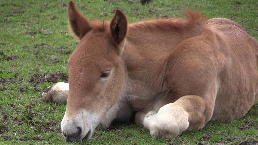 A Suffolk punch horse