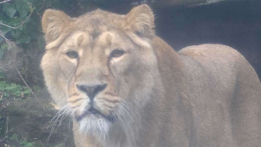 A female lion