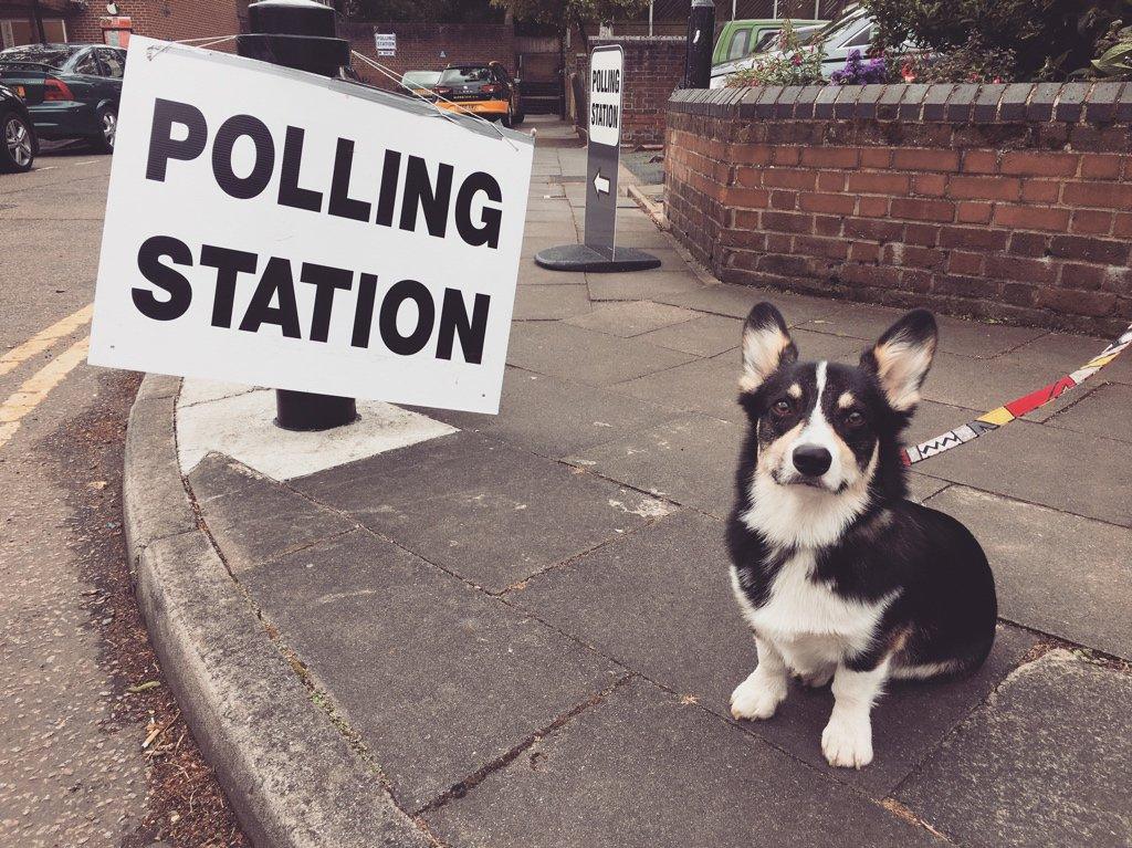 Dog at polling station