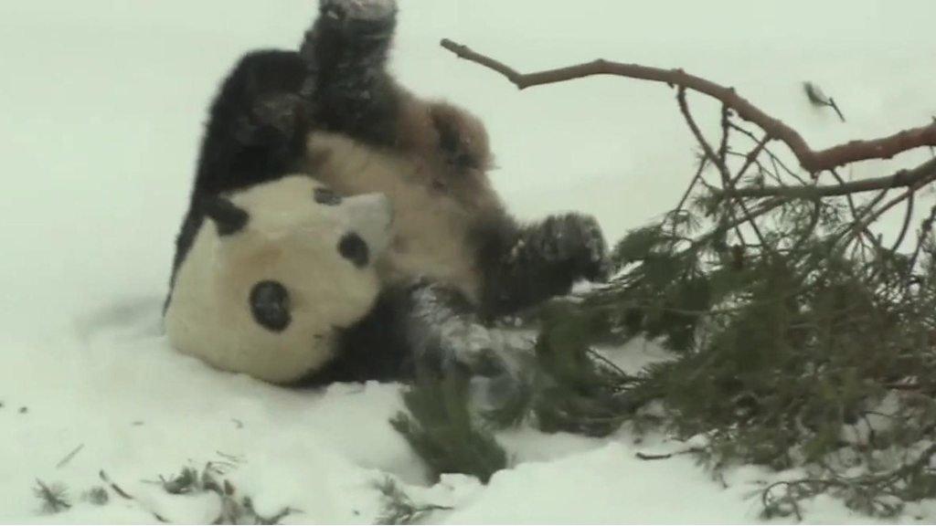 Finland's new pandas were being allowed outside for the first time since arriving in Finland last month.