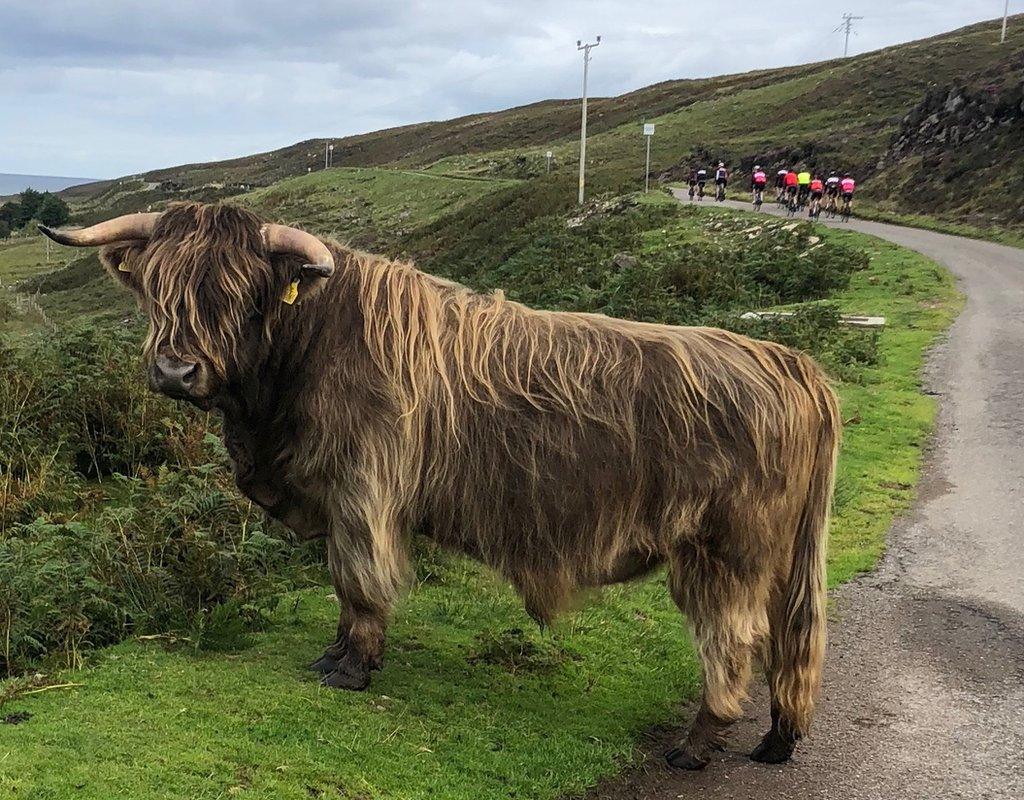 Highland cow