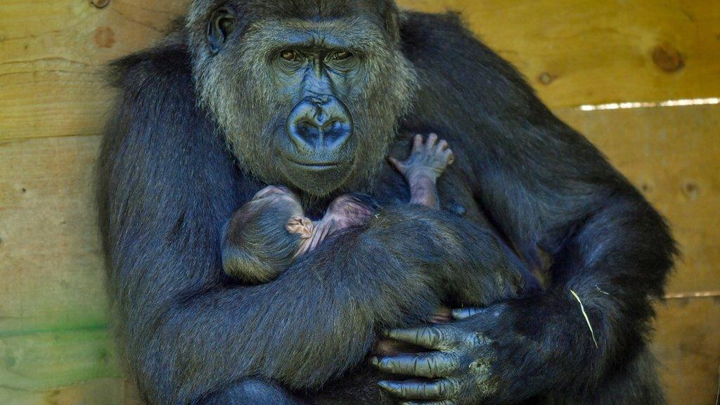 Kala the western lowland gorilla and her baby