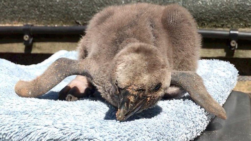 Penguin chick Fluffy McFluffyface