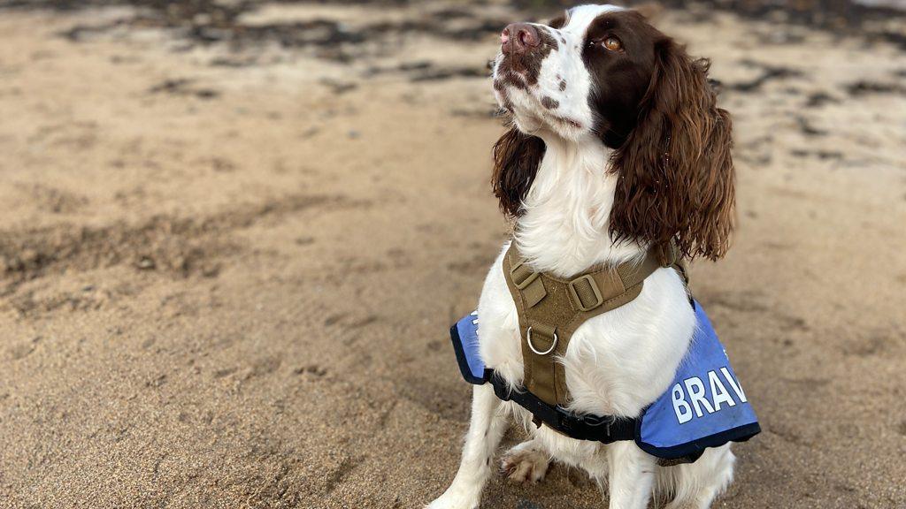 Cocoa is Archie Douglas’ assistance dog after receiving training from Bravehound.