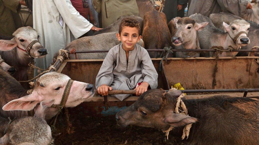 A child at a cattle market in Egypt - 15 August 2018