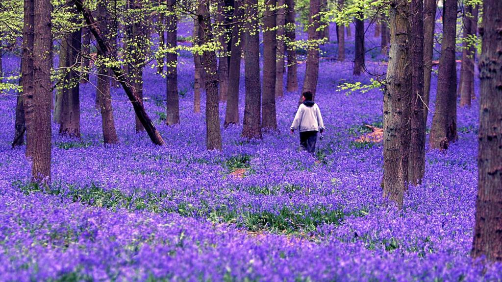 Bluebells in Hertfordshire