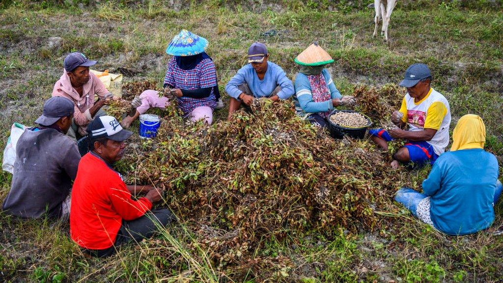 Farm labourers separate peanuts from their stems after they are harvested in Central Sulawesi Province, Indonesia.