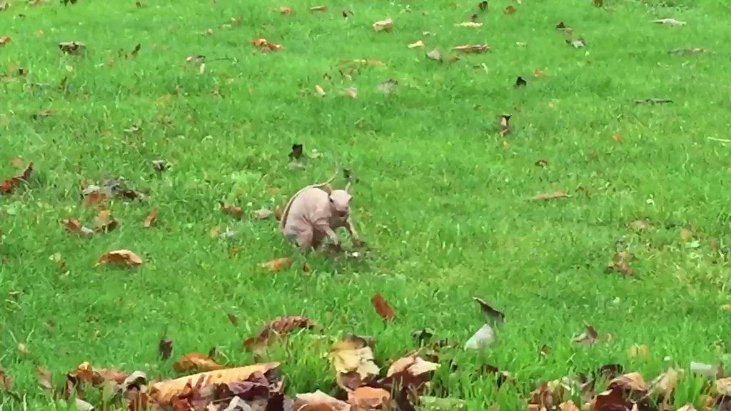 Bald squirrel