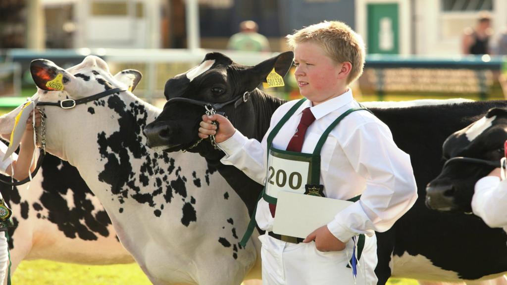 Young dairy handler