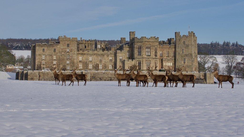 Raby Castle and deer