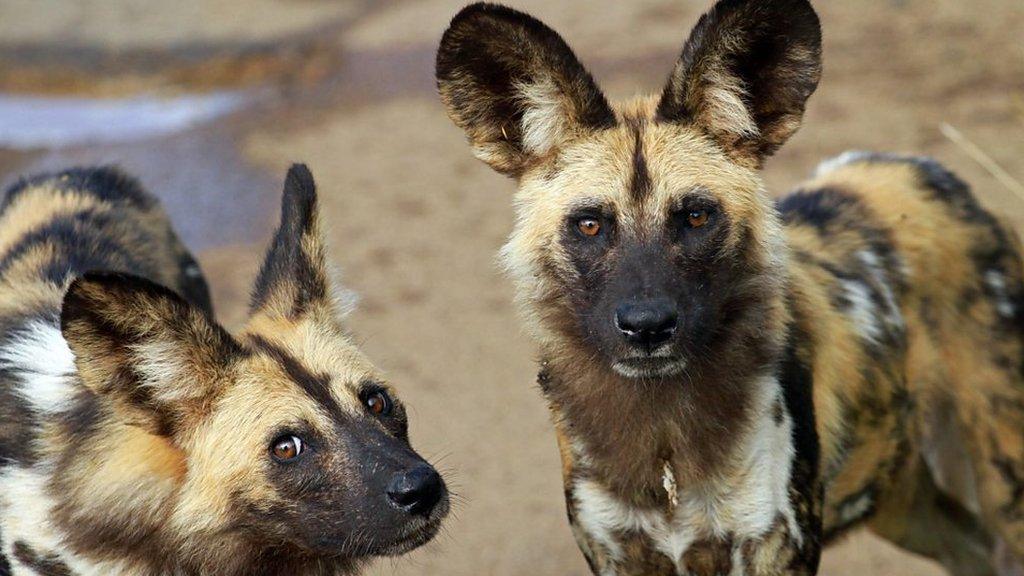 painted wolves