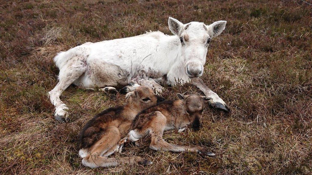 Reindeer and its twins