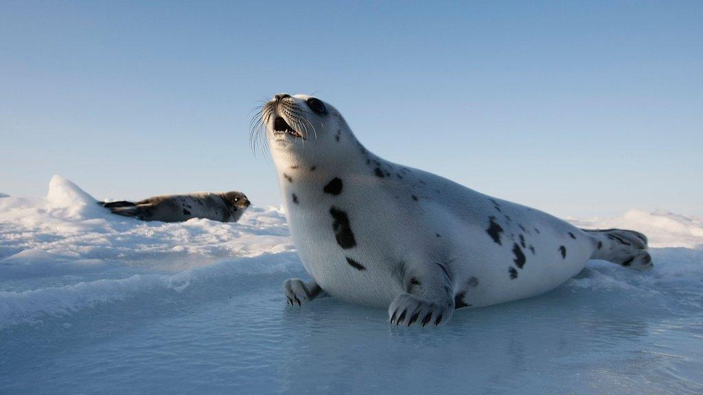 Harp seal