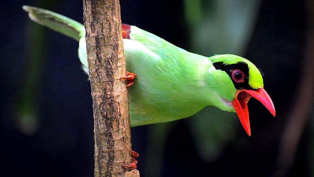 Javan green magpie