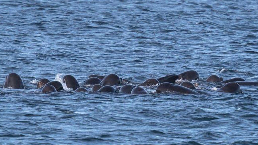 Pilot whales