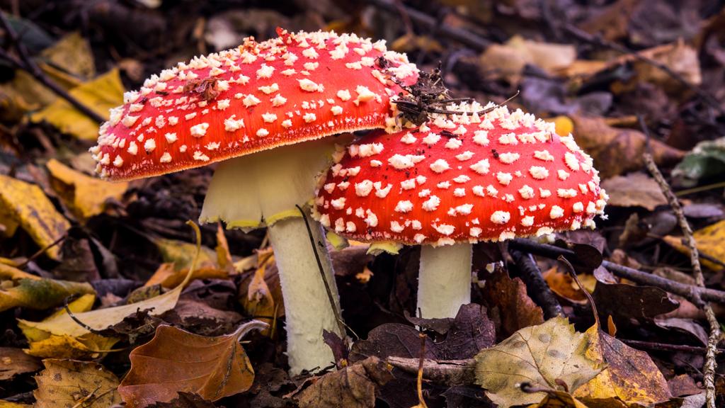 Red and white mushrooms in the woods