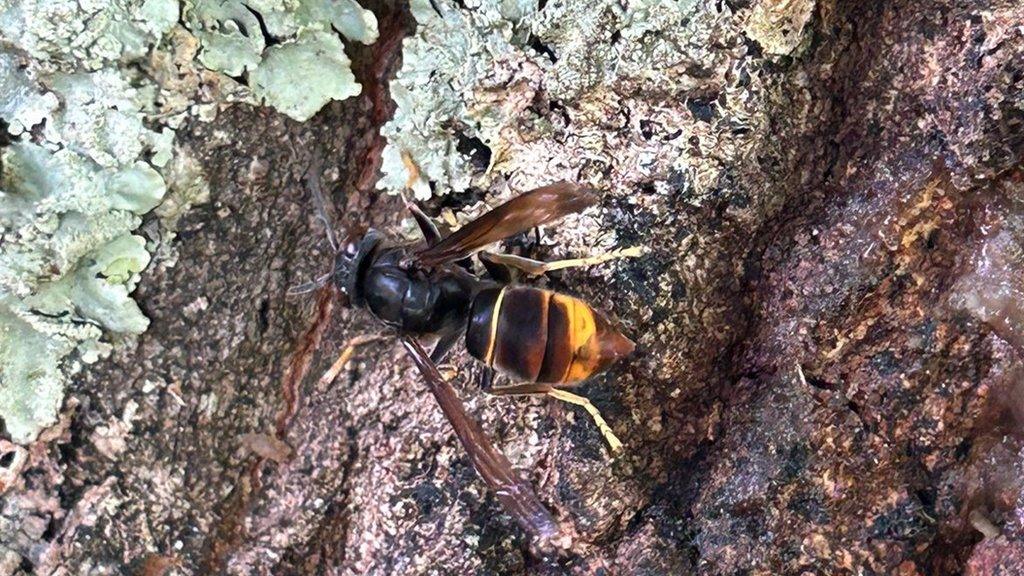 Asian hornet on a tree