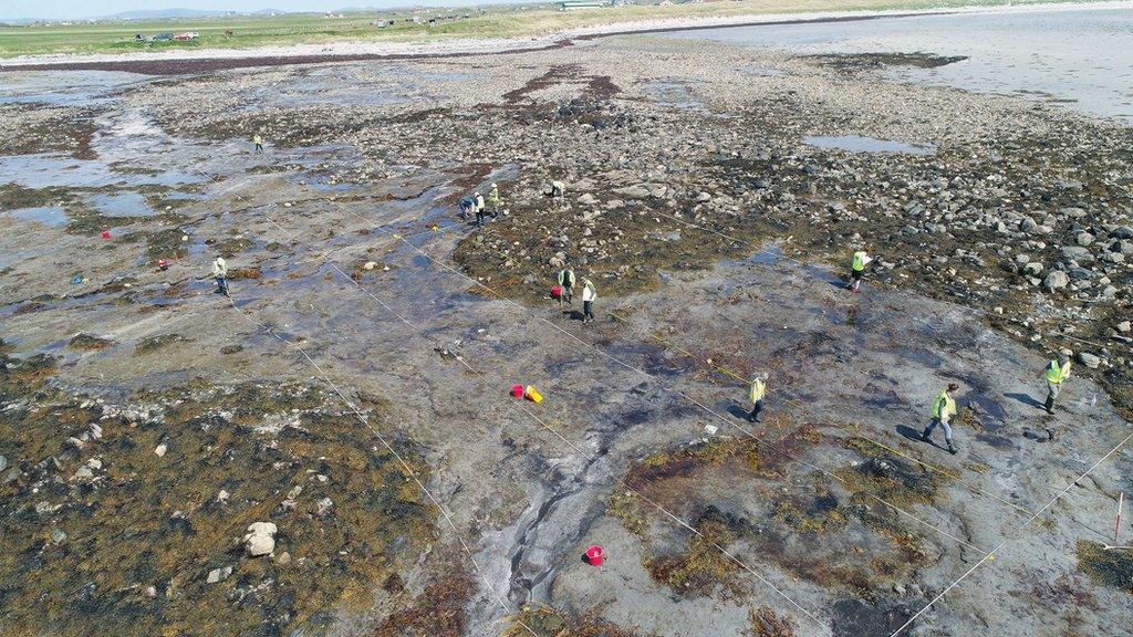 An aerial view of local volunteers mapping and recording the submerged forest