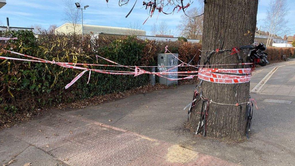 A tree in Rochford due to be felled