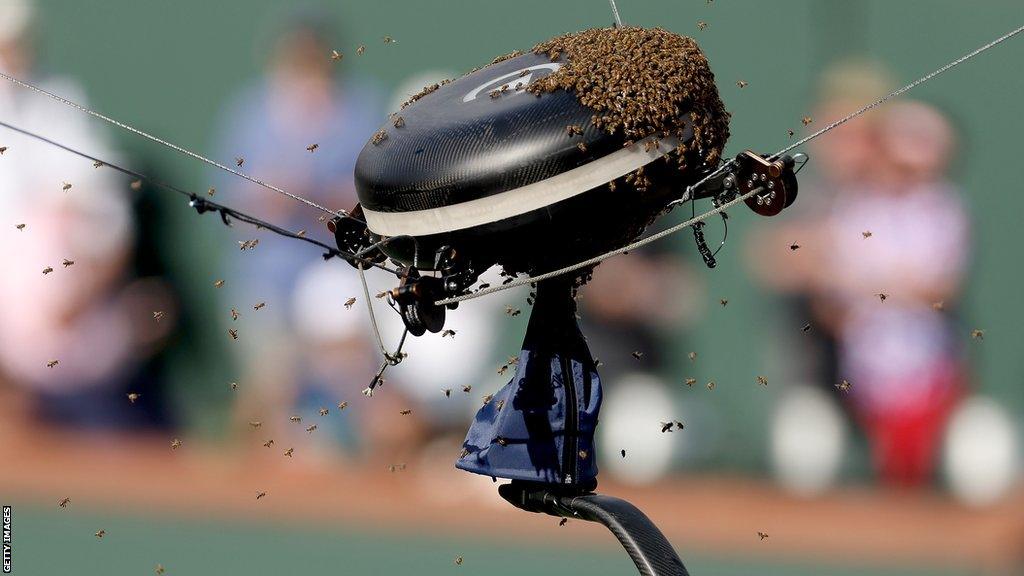 Bees swarming around a high-wire camera at Indian Wells