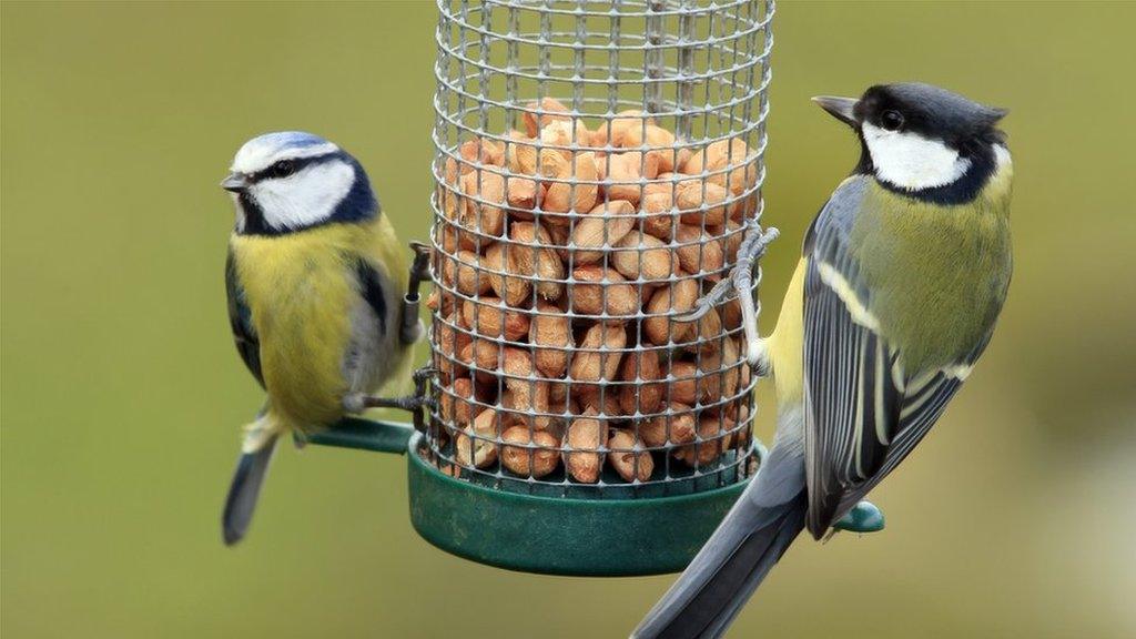 birds-using-a-bird-feeder.